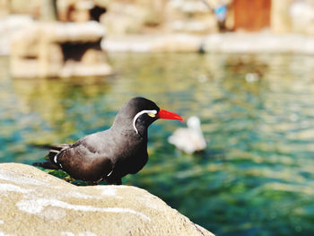 Close-up of bird perching on a lake