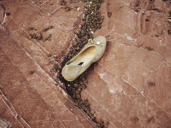 High angle view of dead fish on footpath