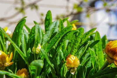 Close-up of flowers blooming outdoors