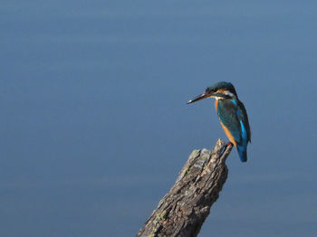 Bird perching on a tree