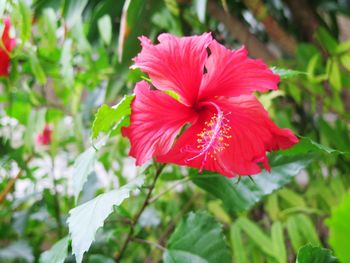 Close-up of pink flower blooming outdoors