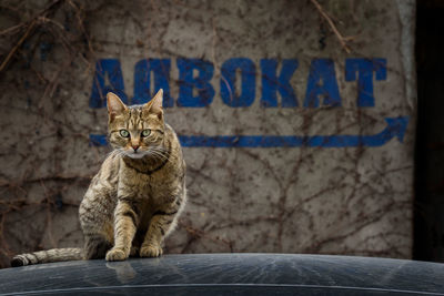 Portrait of cat