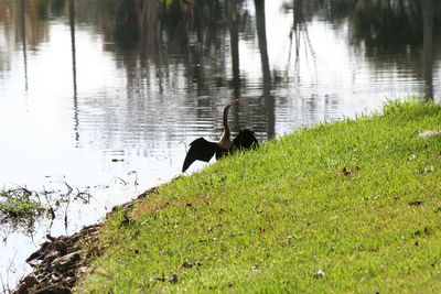 Swan swimming in lake