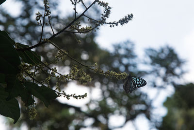 Low angle view of butterfly on branch against sky