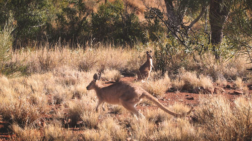 Kangaroos on field in forest