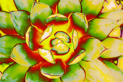 Full frame shot of yellow flower