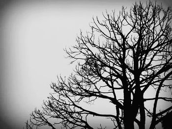 Low angle view of bare trees against sky