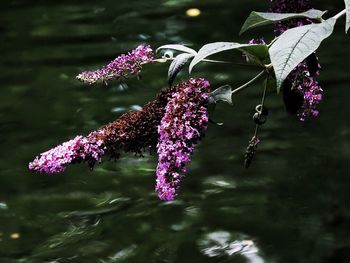 Close-up of flowers in water