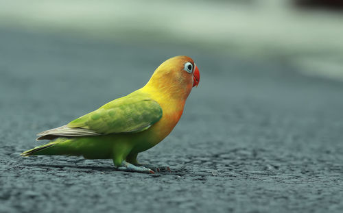 Close-up of parrot perching on leaf