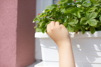 Close-up of woman hand holding potted plant