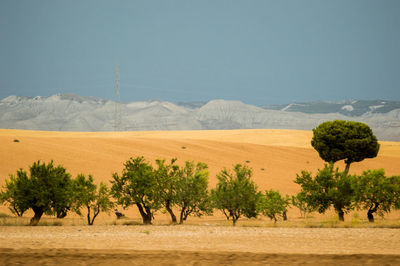 Trees on desert against sky