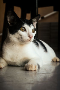 A cat with pretty fur and looking at something in front of her