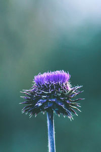 Close-up of thistle blooming outdoors