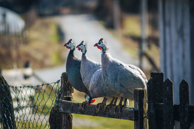 Close-up of birds perching on wooden post