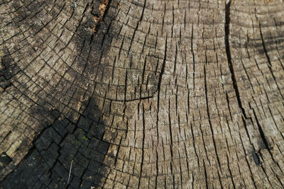 Full frame shot of tree stump