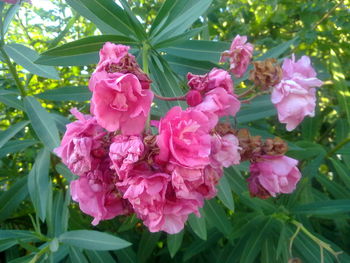 Close-up of pink flowers blooming outdoors