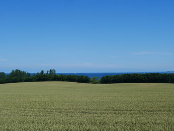 Scenic view of field against clear blue sky