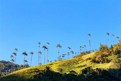 Low angle view of palm trees against clear blue sky