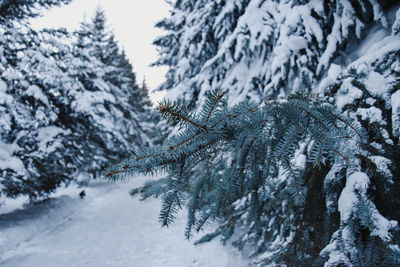 Close-up of snow covered pine trees