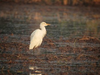 Egrets foraging in the fields