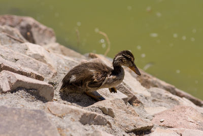 View of a bird on rock by lake