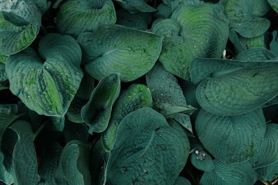 Full frame shot of fresh green leaves