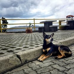 Dog on floor against sky