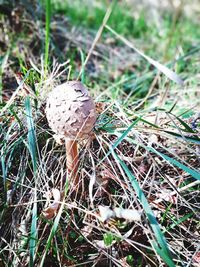 Close-up of mushroom on grass