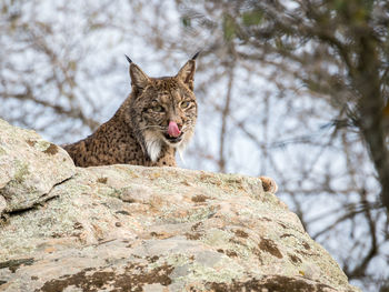 Low angle portrait of iberian lynx sitting on rock at donana national park