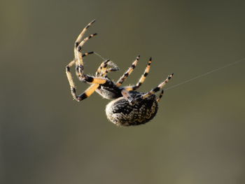 The delicate moves while spinning of this spider gibbaranea sp.