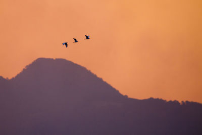 Low angle view of silhouette birds flying against sky during sunset