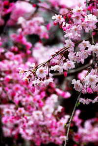 Close-up of pink cherry blossoms in spring