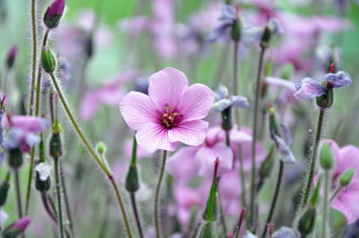 Close-up of pink flowering plant