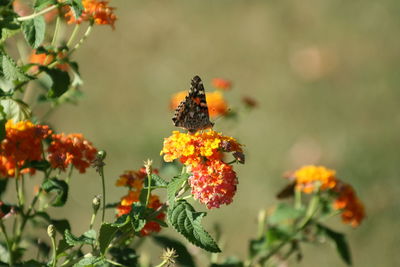 Close-up of butterfly pollinating on flower