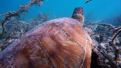 Close-up of turtle in sea