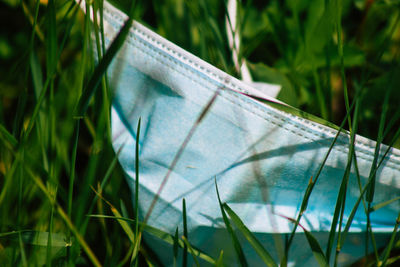 Close-up of an animal on grass