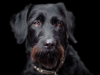 Close-up portrait of dog