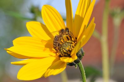 Close-up of bee on yellow flower