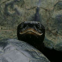 Close-up of turtle in water