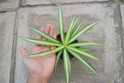 Close-up of hand holding plant