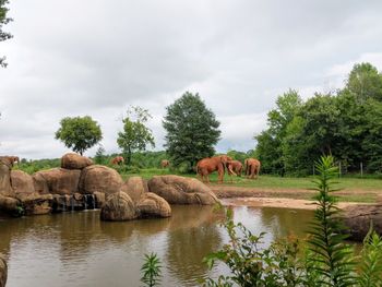 Scenic view of lake against sky of elephant