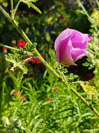 Close-up of purple flowers blooming outdoors