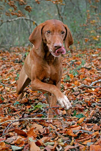 Portrait of dog sitting on autumn leaves