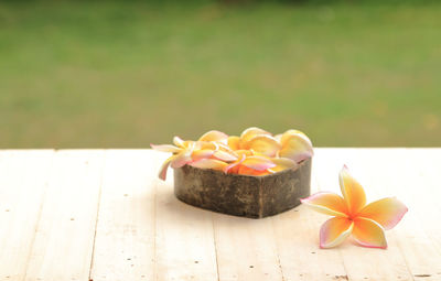 Close-up of frangipani on table