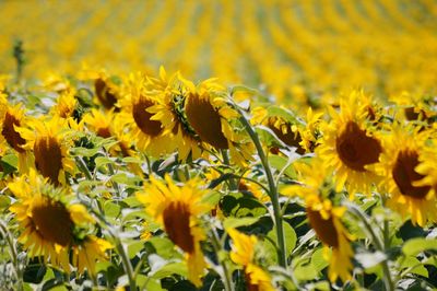 Close-up of yellow flowering plant on field
