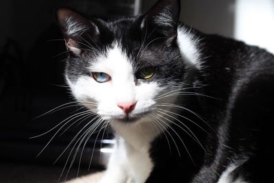 Close-up portrait of cat