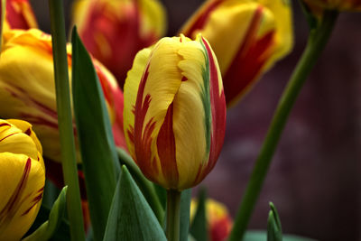 Close-up of yellow tulip