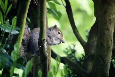 Squirrel on tree