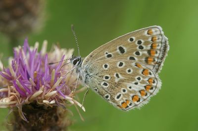 Close-up of butterfly pollinating on purple flower