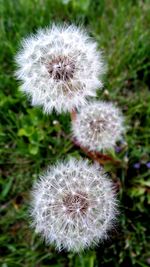 Close-up of dandelion flower